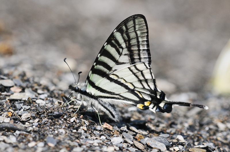 Graphium eurous asakurae 劍青鳳蝶- DearLep 物種頁面