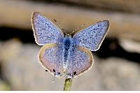 Lampides boeticus 豆波灰蝶- DearLep 物種頁面