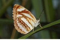 Neptis hesione podarces 蓮花環蛺蝶- DearLep 物種頁面
