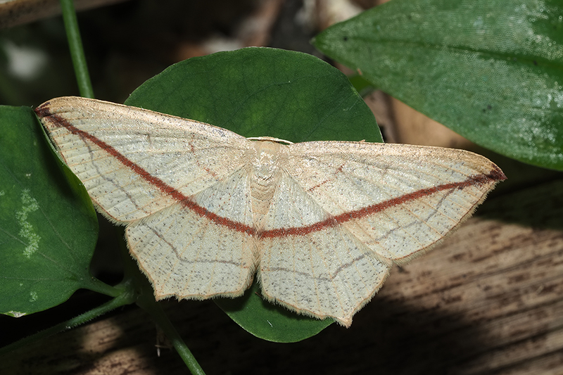 Timandra synthaca
