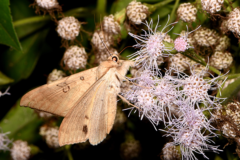 Oxyodes scrobiculata