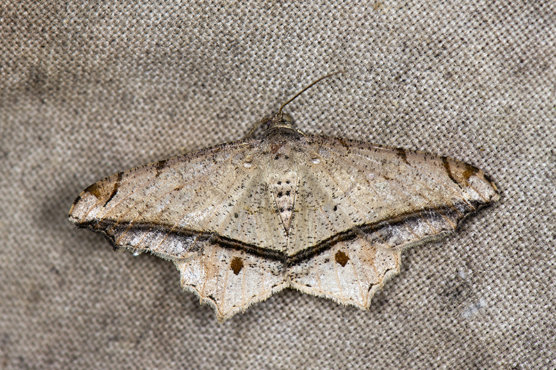 Chiasmia ozararia