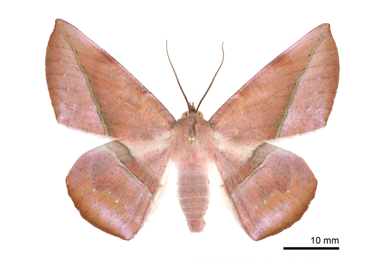 Sarcinodes yayeyamana 雌蟲