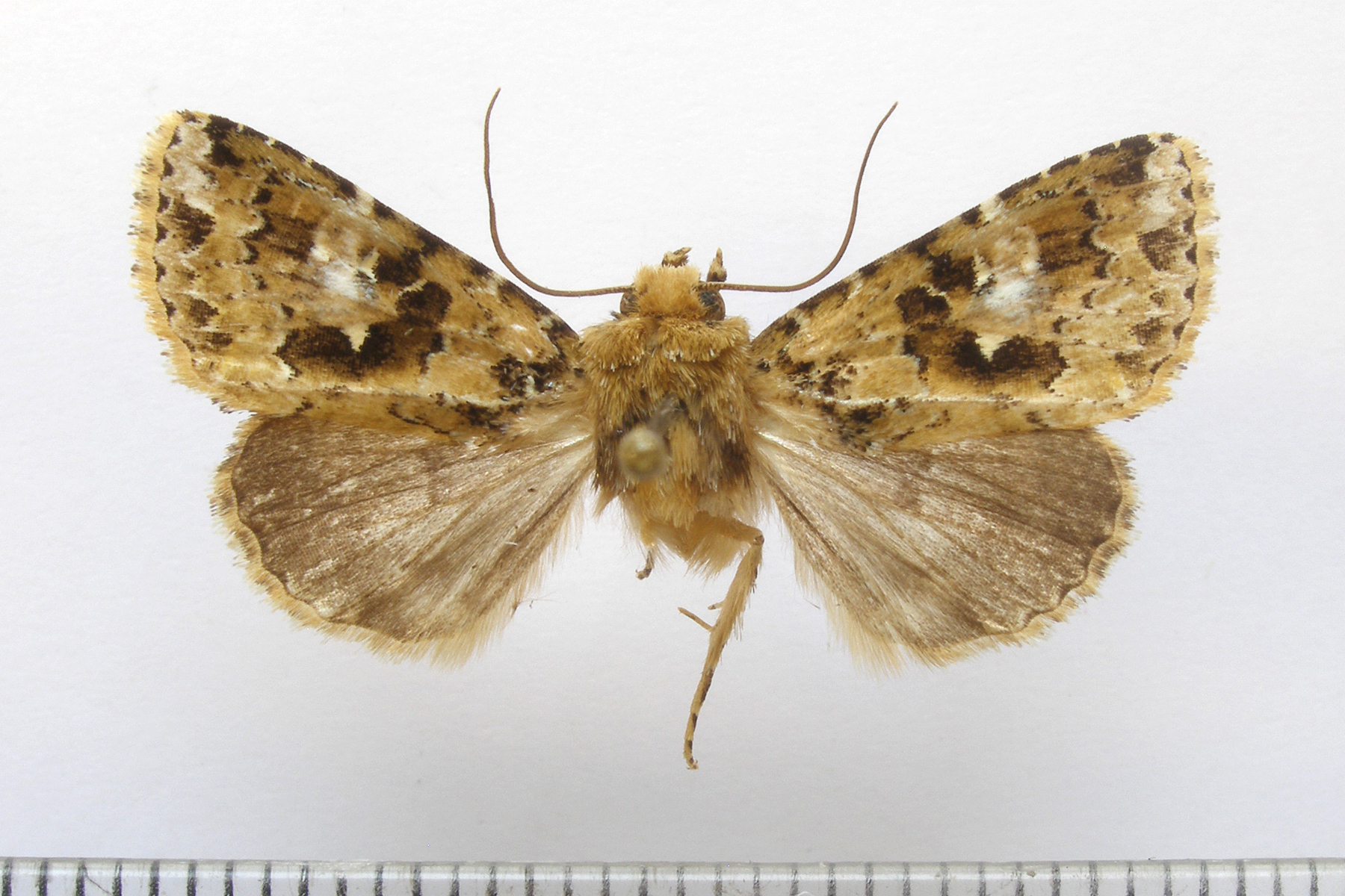 Xenotrachea albidisca pseudodisca