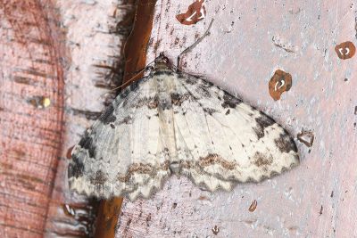 紅緞灰光尺蛾 Triphosa sericata sericata 雄蟲
