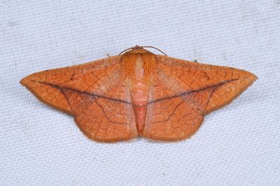 岔紋索窗蛾 Sonagara strigipennis 雄蟲