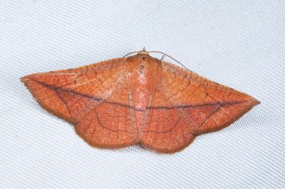岔紋索窗蛾 Sonagara strigipennis 雌蟲