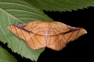 樹形拱肩網蛾 Camptochilus aurea 雌蟲