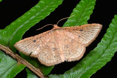 臺灣斑網蛾 Herimba formosa 雄蟲