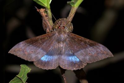 藍條裳蛾 Ischyja manlia