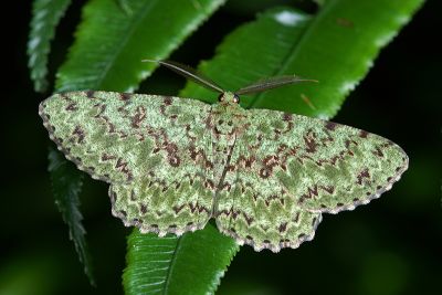 鋸紋四星尺蛾 Ophthalmitis herbidaria 雄蟲