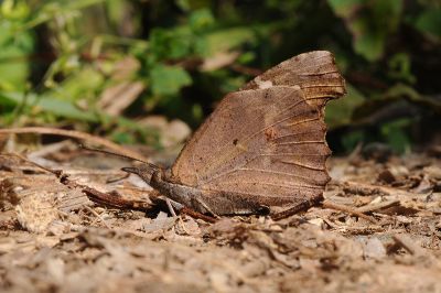東方喙蝶 Libythea lepita formosana 性別不明