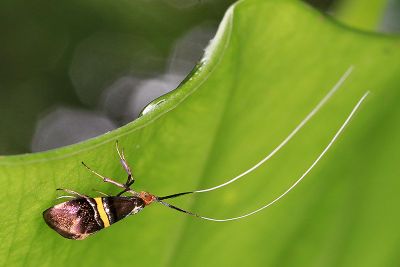 黃帶長角蛾 Nemophora decisella 雄蟲