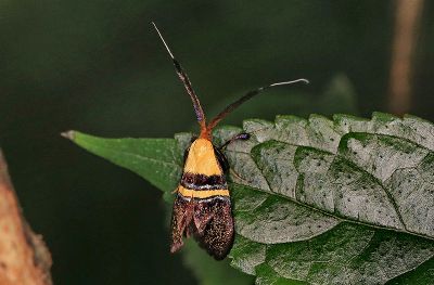 黃帶長角蛾 Nemophora decisella 雌蟲