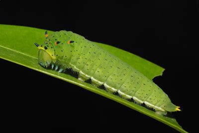 黑尾劍青鳳蝶 Graphium mullah chungianus