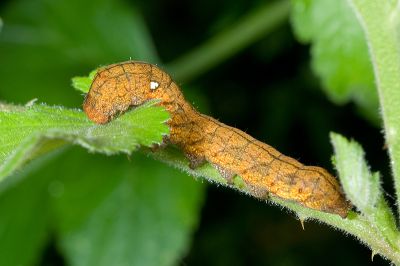 印華波紋蛾 Habrosyne indica formosana