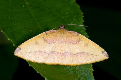 紫紅斑隱尺蛾 Heterolocha coccinea 雌蟲