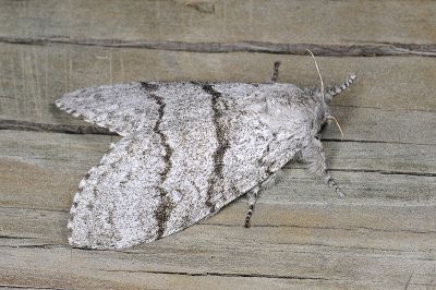 接麗毒蛾 Calliteara saitonis 雌蟲