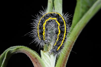 烏麗燈蛾 Taicallimorpha albipuncta