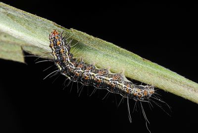 普三色星燈蛾 Utetheisa pulchelloides vaga
