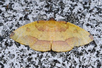 紫紅斑隱尺蛾 Heterolocha coccinea 雌蟲
