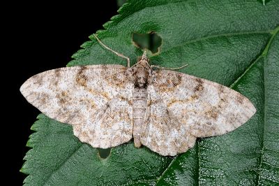 碎齒紋尺蛾 Protoboarmia amabilis
