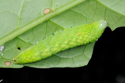 連點新林舟蛾 Neodrymonia basalis seriatopunctata