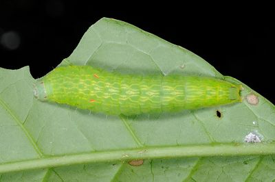 連點新林舟蛾 Neodrymonia basalis seriatopunctata
