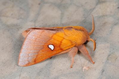 大元寶枯葉蛾 Somadasys catacoides 雄蟲