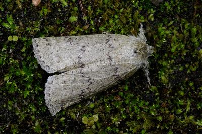 綠朴尺蛾 Planociampa chlora 雄蟲