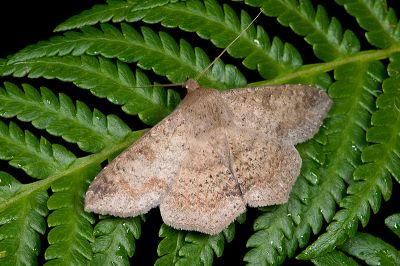 後角南裳蛾 Ericeia elongata 雄蟲