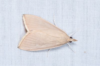 黄翅雙叉端環野螟蛾 Eumorphobotys eumorphalis 雌蟲
