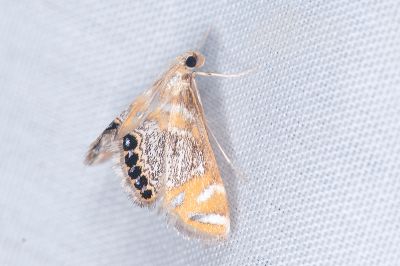 吉安氏簑水螟蛾 Nymphicula yoshiyasui 雌蟲