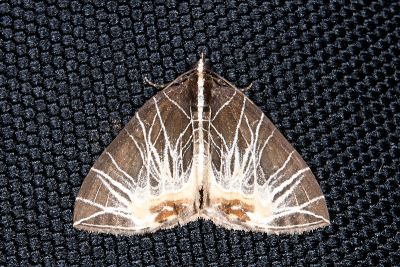 煙火匯紋尺蛾 Evecliptopera illitata acreta 雌蟲