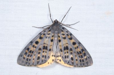 臺灣多星尺蛾 Arichanna refracta 雄蟲