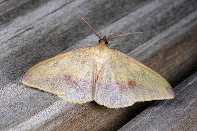 褐緣隱尺蛾 Heterolocha marginata 雄蟲