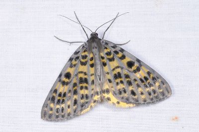 臺灣多星尺蛾 Arichanna refracta 雌蟲