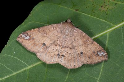後圓南裳蛾 Ericeia subcinerea 雌蟲