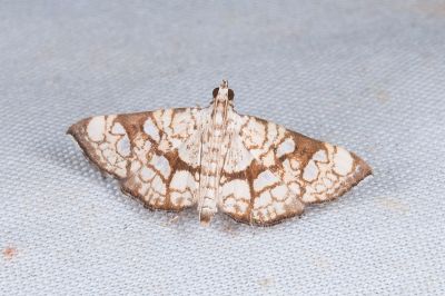 Chabula trivitralis 雌蟲