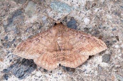 後圓南裳蛾 Ericeia subcinerea 雄蟲