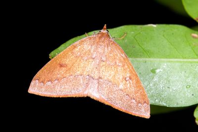 紫欖隱內弧尺蛾 Heterolocha lilacina 雌蟲
