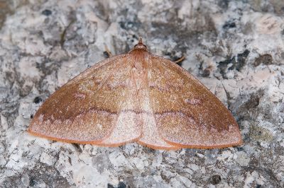 紫欖隱內弧尺蛾 Heterolocha lilacina 雌蟲