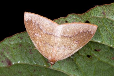 紫欖隱內弧尺蛾 Heterolocha lilacina 雌蟲