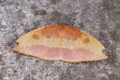 紫紅斑隱尺蛾 Heterolocha coccinea 雌蟲