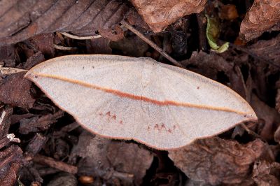 島嶼袍燕蛾 Paradecetia insulana 雄蟲