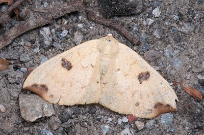 尖耳蟠尺蛾 Eilicrinia nuptaria 雌蟲