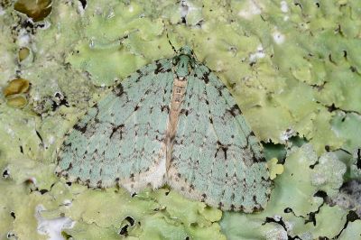 薄青秋白尺蛾 Epirrita usuao 雄蟲