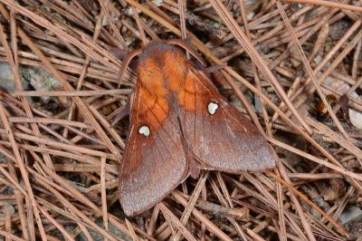 大元寶枯葉蛾 Somadasys catacoides 雄蟲