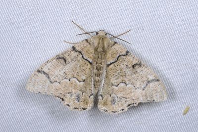 明線垂耳尺蛾 Lophophelma iterans onerosus 雄蟲