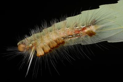 灰綠棕毒蛾 Ilema nachiensis